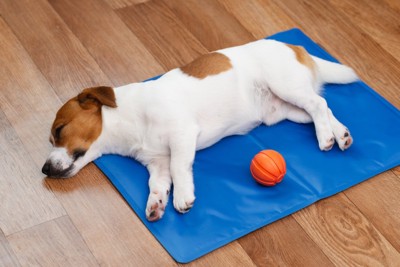 冷感マットの上で眠る犬