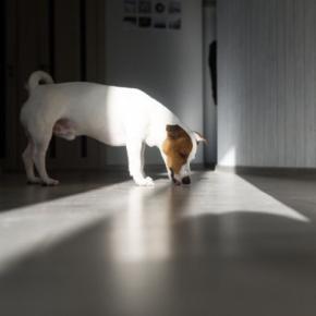 犬が『家の床を舐める』理由5つ 執拗にペロペロする心理や止めさせるための対処法まで