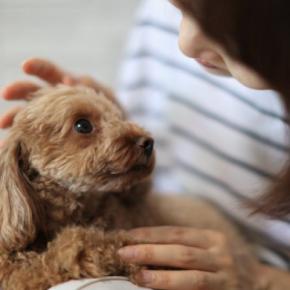 犬の『目が失明する』病気5選 視力を失ってしまう要因や早期発見する方法まで