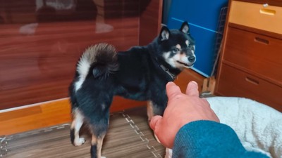 触れようとしたら拒否！