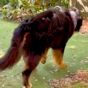大型犬が亡くなる前日、なぜか『お庭』に出たがって…涙腺崩壊する『最期の行動』と『家族愛に溢れた記録』が113万再生「全うした」「生きた証」
