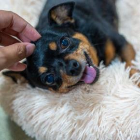 犬が『うれしょん』する理由4選　改善する方法はあるの？主な原因や対策まで
