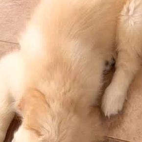 天使のような姿で寝ている赤ちゃん犬→2年後、大きく成長した結果…あまりにも愛おしい『まさかの現在』に爆笑「どっちも可愛すぎ」「癒された」