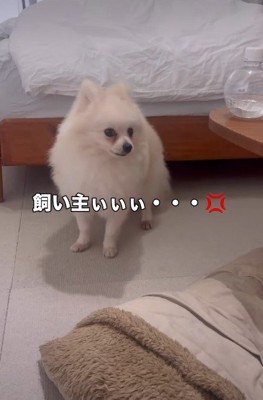 「飼い主さんをどこへやったの！？」