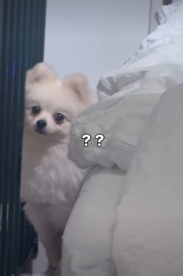 「だれ……？」