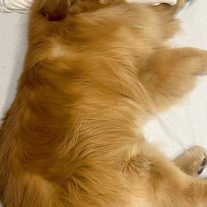 夫のために布団を敷いた結果→なぜか『大型犬』が枕まで使って…まるで『人間のような光景』に反響「中に人入ってるでしょw」「パーフェクト」