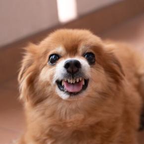 犬が『ブチギレている』ときにみせるサイン4つ 愛犬が激怒してしまう要因や注意点まで