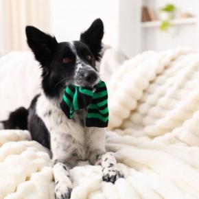 犬にオススメな『手作りおもちゃ』5つ おうちで簡単に作成できる知育玩具とは?