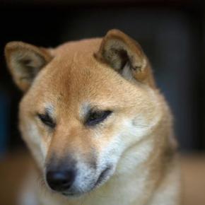 犬が『嫌いな人』にみせる仕草や行動4選 苦手意識を持たれてしまう理由や好かれるコツまで