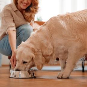 犬が大好きな『食べ物』7選 栄養価が高く、与えたほうがいい食材や避けるべきモノまで
