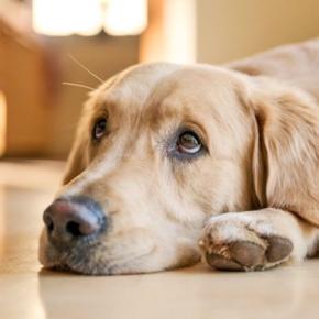 犬が『自信を失くした』ときにみせる行動5選 愛犬の自己肯定感を高める接し方まで解説