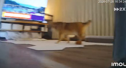 家の中を警備！