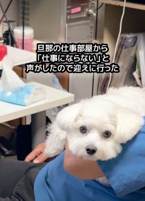 「いやだよ！」