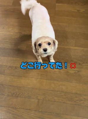 「どこに行ってた！」