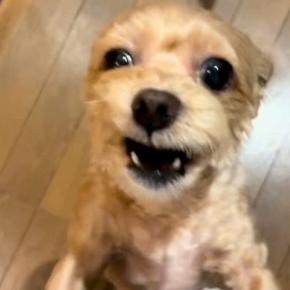 4日ぶりに犬と再会した結果→『大喜びしてくれた』と思ったら、5分おきに…想像と違う『まさかの展開』が84万再生「感情がw」「多重人格で草」