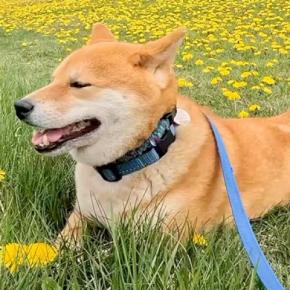 タンポポ畑で休憩する犬→『行こう』と声を掛けた結果、なぜかそのまま…思わず笑う『まさかの行動』に反響「静かな抵抗w」「ツチノコみたいで草」