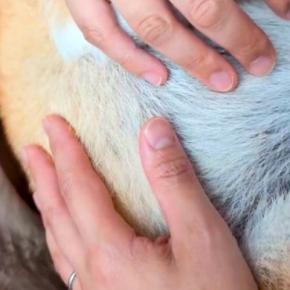 人間の赤ちゃんと同じように、犬を『抱っこでトントン』した結果→顔を見ると…『まさかの表情』に5万いいね「なんて安らかw」「たまらない」