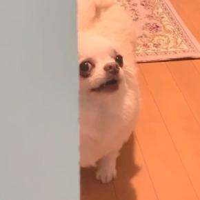 『お風呂入るね』と犬に伝えた結果→なぜか激怒したので『入りたくなったの?』と聞くと…微笑ましい光景に反響「たまらん可愛さ」「笑ったww」