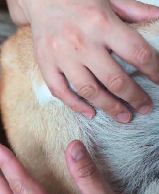 わんこをトントンしたら?