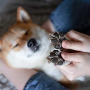 犬の『肉球』にしてはいけないタブー行為5選 トラブルを防ぐための正しいケア方法とは?