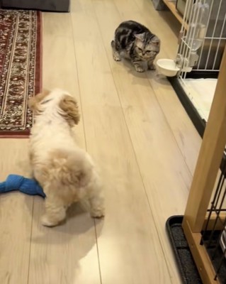 みるちゃんを発見！