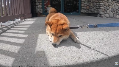 またもやお散歩拒否!