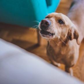 犬が『夜鳴き』をしてしまう理由4つ 主な要因や安眠のためにできることまで