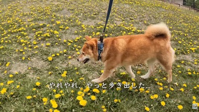急にやる気満々!