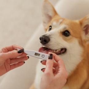 犬の『平熱』は何度なの?発熱してしまう原因や考えられる病気まで解説