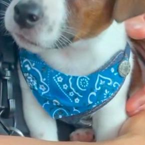 散歩中、偶然『飼い主と死別した子犬』と出会った結果→いてもたってもいられなくなり…奇跡的な『出会いの物語』が30万再生「運命ですね」