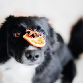犬に『香辛料』が絶対NGな理由3つ 食べてしまうとどうなるの?身体への悪影響とは