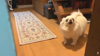激怒して吠えています!