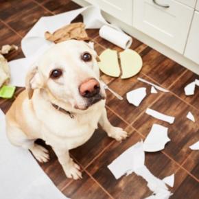 犬が『精神疾患』を抱えているときの症状5選 主な治療法や飼い主にできることまで