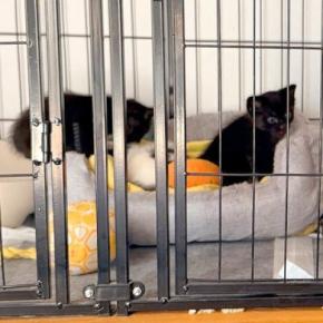 『川に捨てられていた子猫』を発見した犬→連れて帰ると、母性が爆発して…まるで『本当の母のような光景』に4万いいね「優しい」「心温まる」