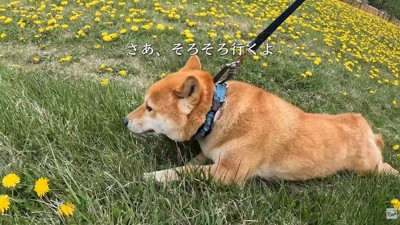 歩きたくなくて、ほふく前進!