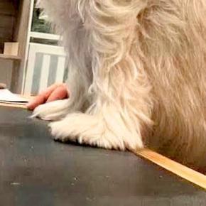 犬を預けたペットホテルから送れらてきた写真→『寂しがってないかな』と見てみたら…まさかの光景に5万いいね「たくましくて草」「えぐいw」