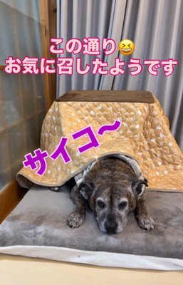 日本の幸せを覚えた！