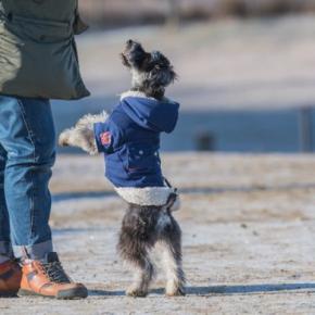 犬が『飛び跳ねる』理由とは?ピョンピョン跳ねるデメリットや対策まで