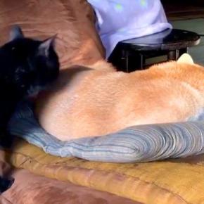 座椅子でお昼寝している犬→猫が『ちょっと通るにゃ』とやってきて、背中を…まさかの行動が104万再生「結構ガッツリで草」「慣れてて笑うw」