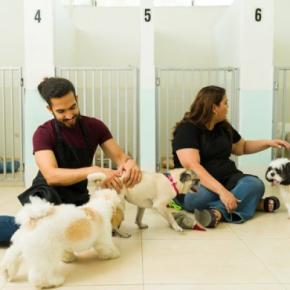 獣医師が解説!犬の幼稚園に通う前に知っておきたい「4つのタイプ」