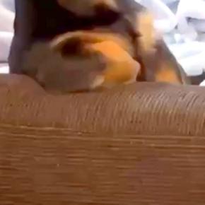姉の家に遊びに行った結果→ソファに犬がいたので、様子を見ていると…まさかの『人間すぎる光景』に2万いいね「表情も人で草」「話聞こうかw」
