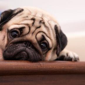 犬が『しょんぼり』している理由5選 体調不良かどうかを見分ける方法まで