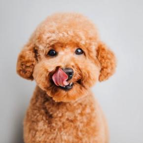 『甘えんぼう』と言われている犬種5選 過度な甘えは危険?飼い主の適切な接し方まで