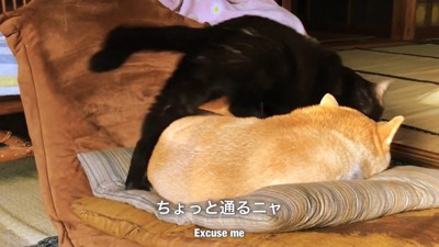 もしかして嫌がらせ…？（笑）