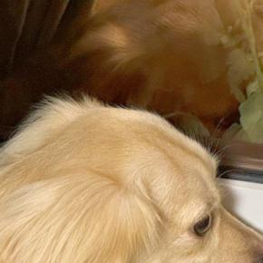 犬が『窓から外を眺めていた』ので、ふと様子を見てみたら…教えたことがない『想定外のポーズ』に1万いいね「モデルさんみたい」「可愛すぎる」