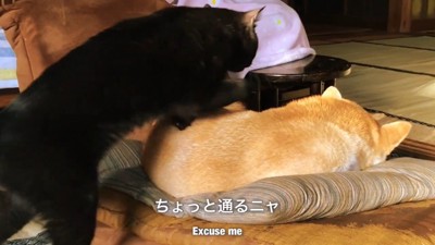 わざわざ踏んづけて移動！