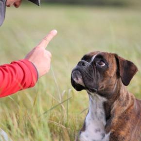 犬が飼い主に『腰を振る』理由6つ やめさせるにはどうしたらいいの?適切な対応まで