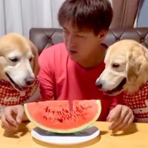 スイカを目の前にした『2匹の大型犬と男性』→何をするのかと思ったら…まさかの『可愛すぎる食べ方』に反響「夢すぎる」「上手に食べてる」