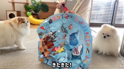 「それ何！？」とビビり気味の2匹