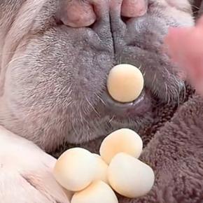 寝ている犬の前に『おやつを置いてみた』結果→起きないので『口の中』に入れると…まさかの表情と気付いた瞬間が49万再生「笑わずに見れないw」